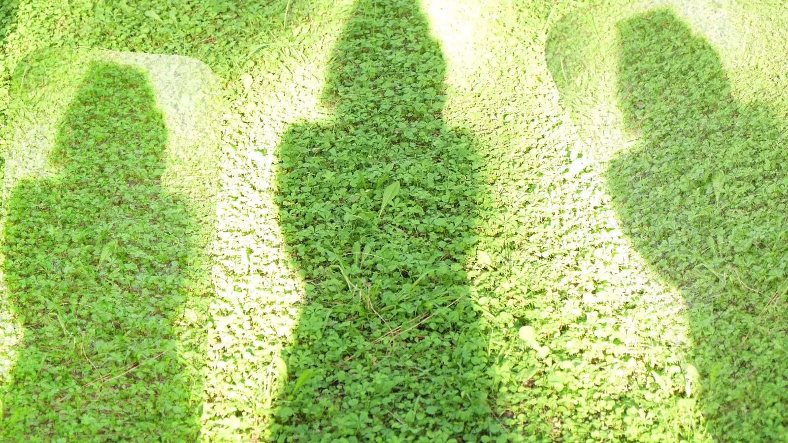 Sinele multiplu reprezentat prin umbre diferite ale aceleiași persoane – simbol al părților interioare.